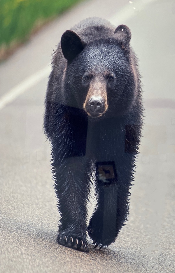 black bear walking down the road