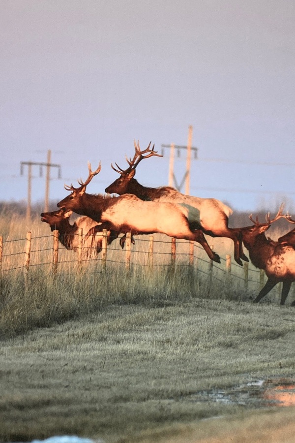 elk herd jumping fence