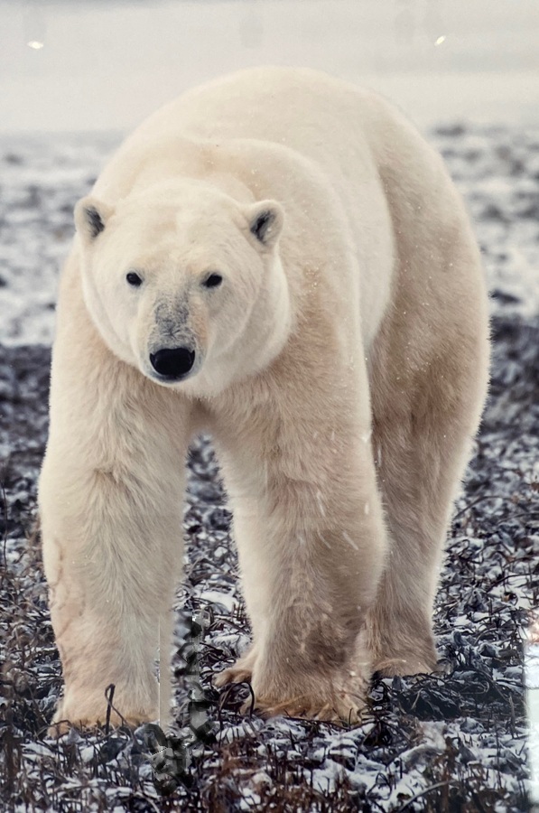 polar bear