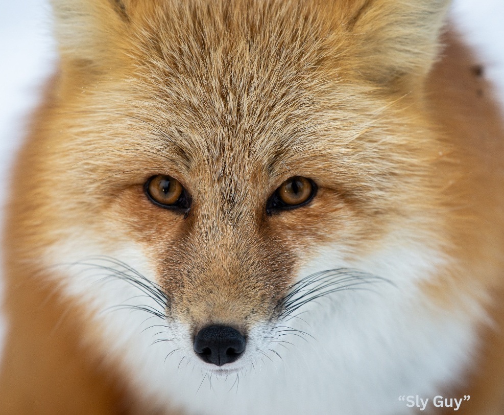 close up fox face