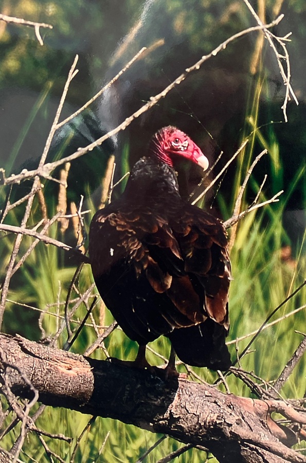 turkey vulture